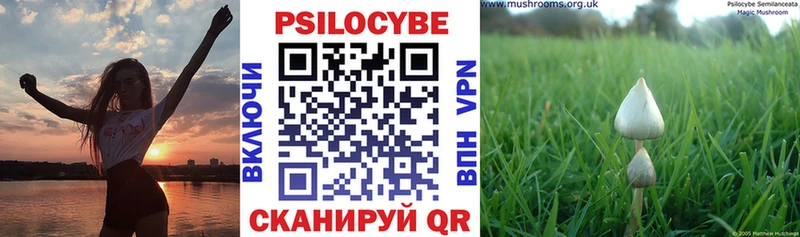 Купить закладки  Злынка  Псилоцибиновые грибы GOLDEN TEACHER 